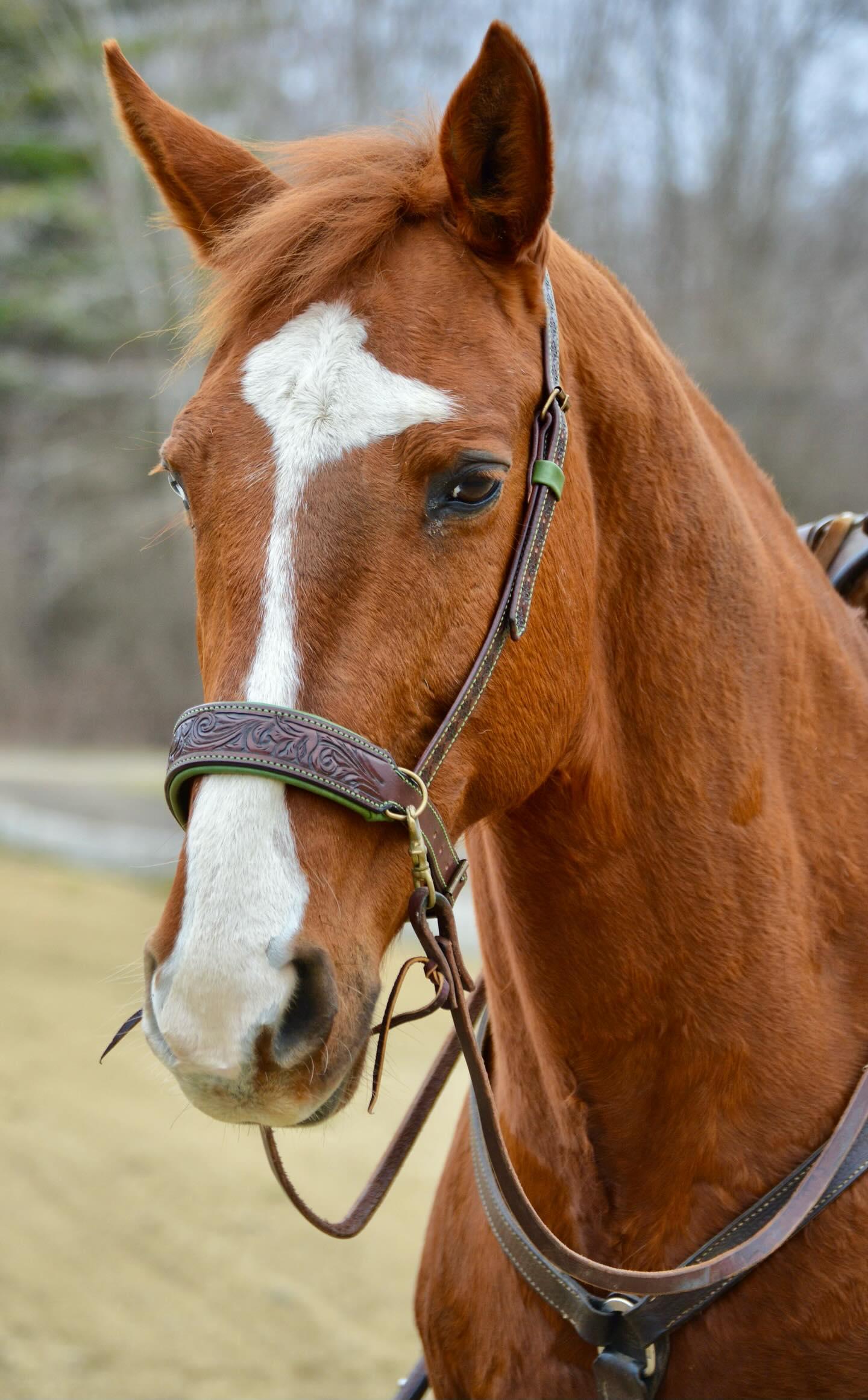 Handmade leather bitless bridle